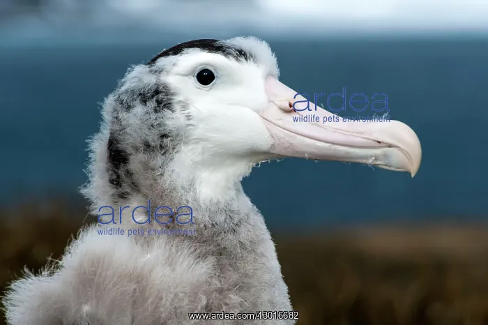 : Wandering Albatross chick side portrait : Wandering Albatross chick side portrait