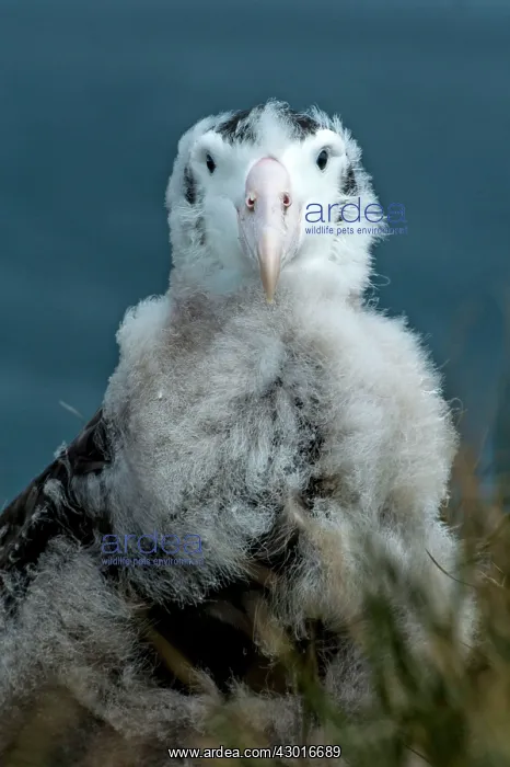  : Wandering Albatross chick portrait