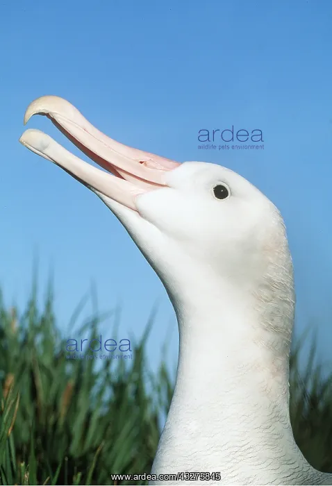 : WANDERING ALBATROSS - close-up of head : WANDERING ALBATROSS - close-up of head