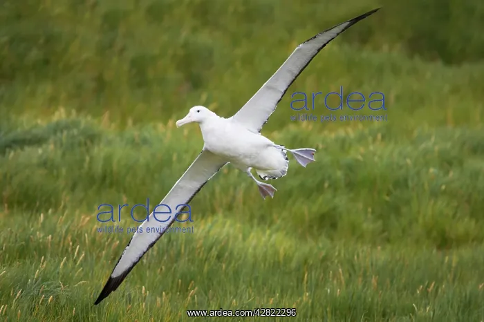 : Wandering Albatross - Coming in to land : Wandering Albatross - Coming in to land