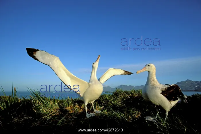 : Wandering Albatross - Courtship display : Wandering Albatross - Courtship display