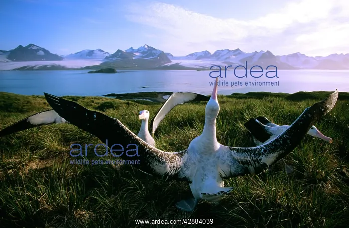 : Wandering Albatross - courtship display : Wandering Albatross - courtship display