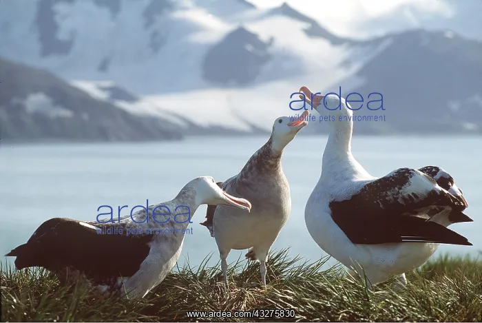 : WANDERING ALBATROSS - courtship display : WANDERING ALBATROSS - courtship display