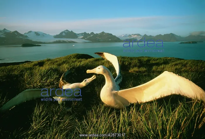 : Wandering ALBATROSS - courtship display, with wings : Wandering ALBATROSS - courtship display, with wings
