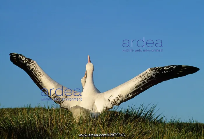 : Wandering Albatross - courtship - wings outstretched : Wandering Albatross - courtship - wings outstretched
