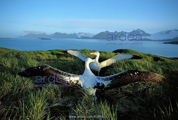  : Wandering albatross (Diomedea exulans) courtship display