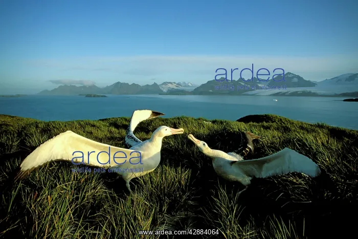 : Wandering albatross (Diomedea exulans) courtship display : Wandering albatross (Diomedea exulans) courtship display