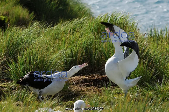: Wandering Albatross - displaying : Wandering Albatross - displaying