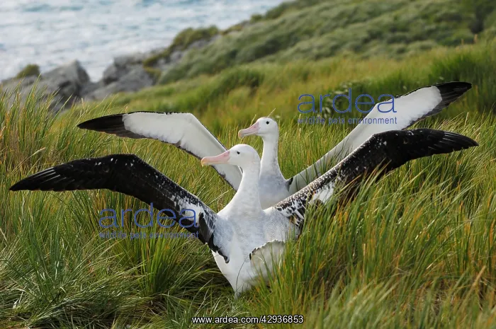: Wandering Albatross - displaying : Wandering Albatross - displaying