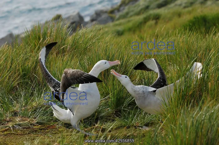 : Wandering Albatross - displaying : Wandering Albatross - displaying