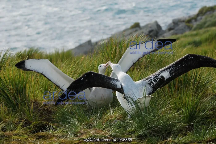 : Wandering Albatross - displaying : Wandering Albatross - displaying