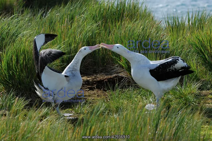: Wandering Albatross displaying : Wandering Albatross displaying