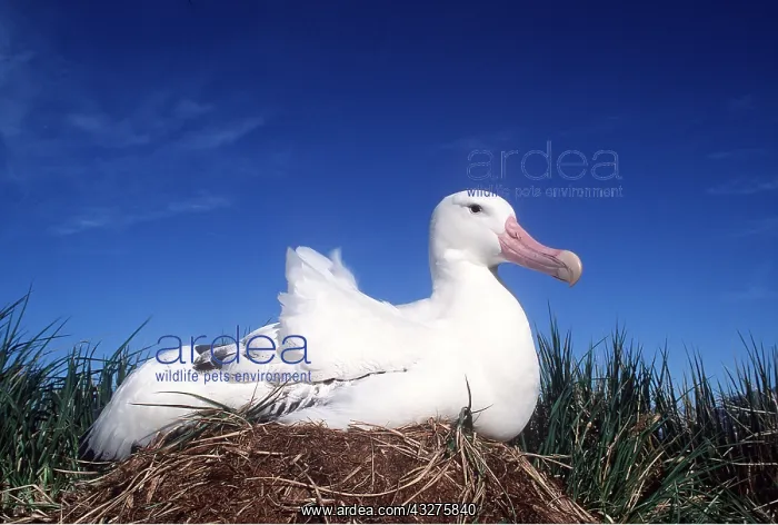 : WANDERING ALBATROSS - female on nest : WANDERING ALBATROSS - female on nest