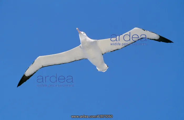 : WANDERING ALBATROSS - in flight : WANDERING ALBATROSS - in flight