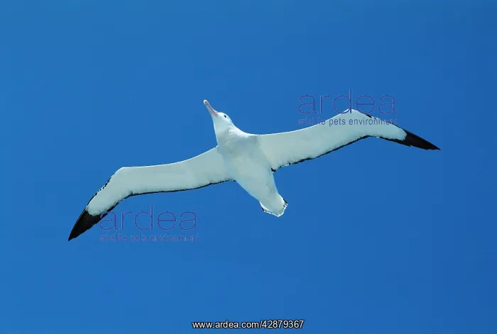 : Wandering ALBATROSS - in flight : Wandering ALBATROSS - in flight