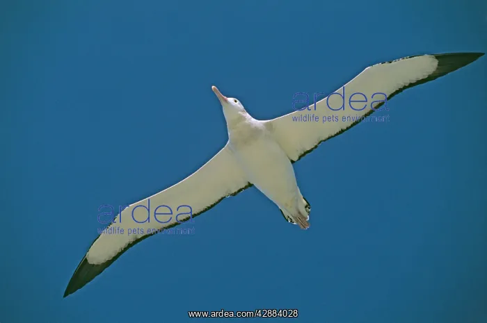 : Wandering Albatross - in flight : Wandering Albatross - in flight