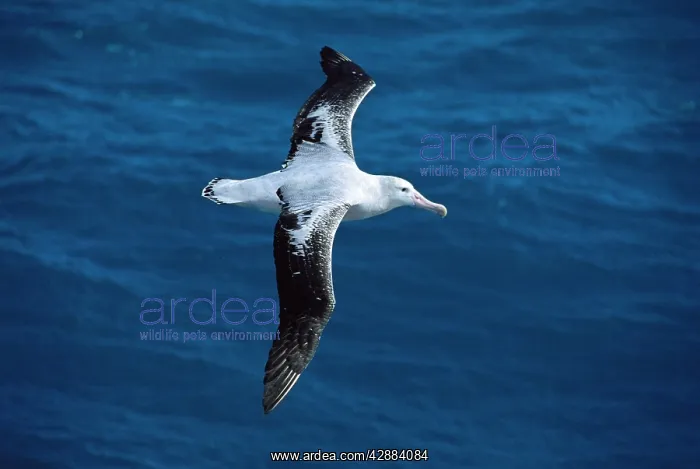 : Wandering Albatross - In flight : Wandering Albatross - In flight
