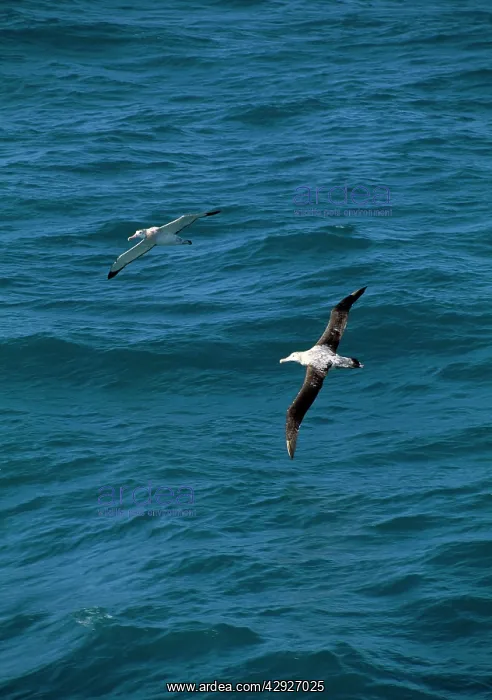 : Wandering Albatross - in flight : Wandering Albatross - in flight