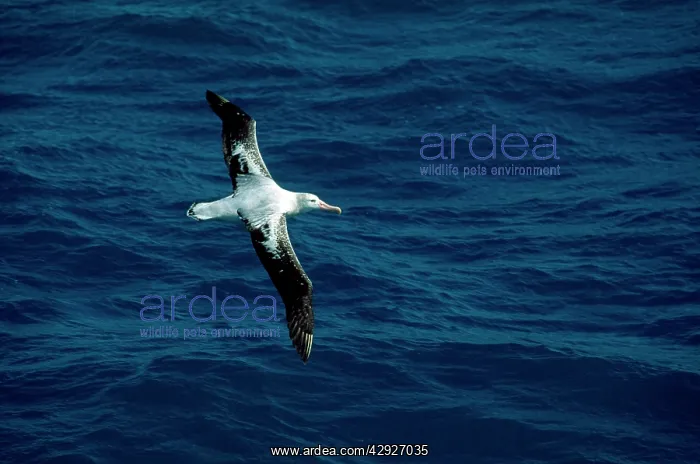: Wandering Albatross - in flight : Wandering Albatross - in flight