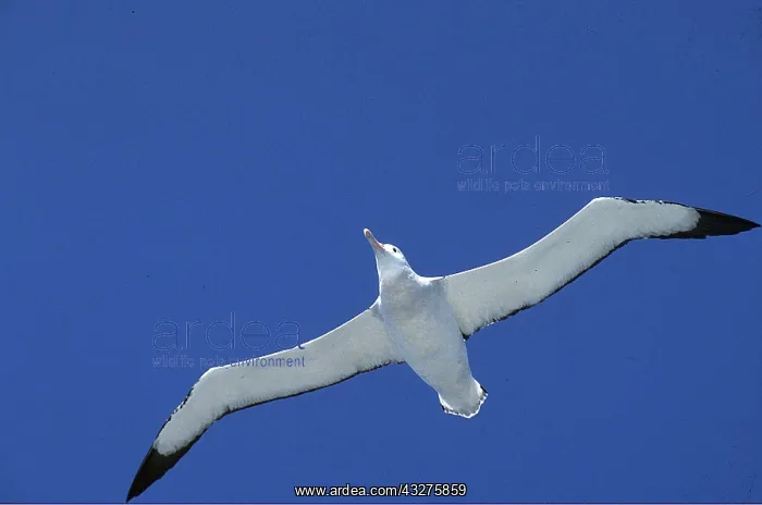 : WANDERING ALBATROSS - in flight : WANDERING ALBATROSS - in flight