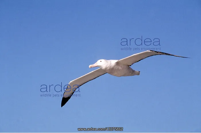 : WANDERING ALBATROSS - in flight : WANDERING ALBATROSS - in flight