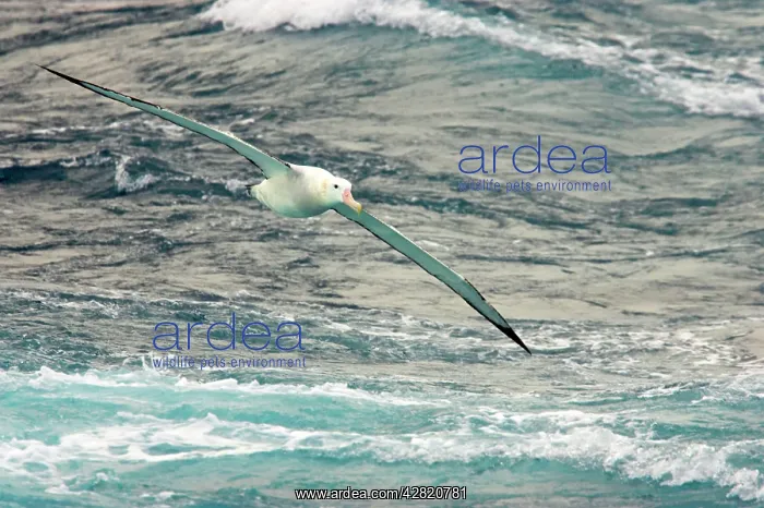 : Wandering Albatross - In flight over sea : Wandering Albatross - In flight over sea