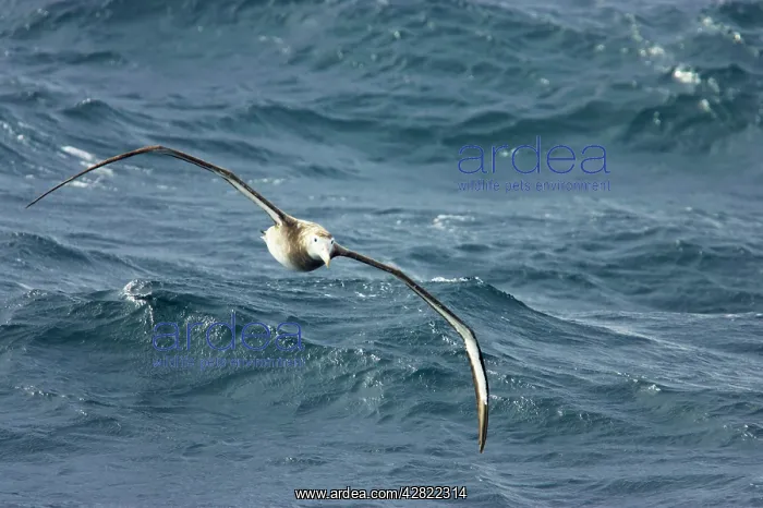 : Wandering Albatross - In flight over sea : Wandering Albatross - In flight over sea
