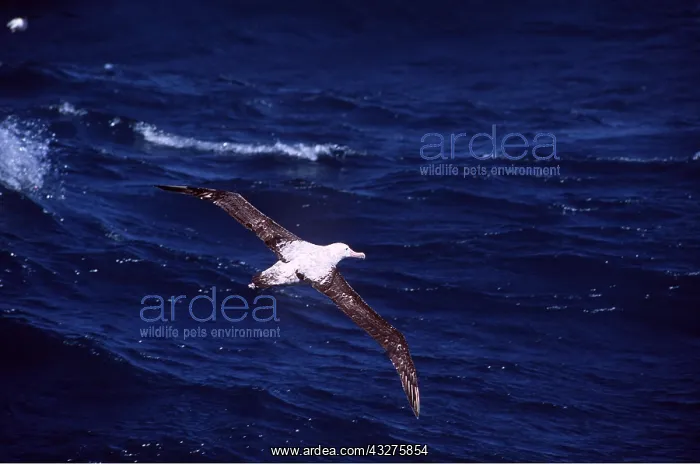 : WANDERING ALBATROSS - in flight over sea : WANDERING ALBATROSS - in flight over sea