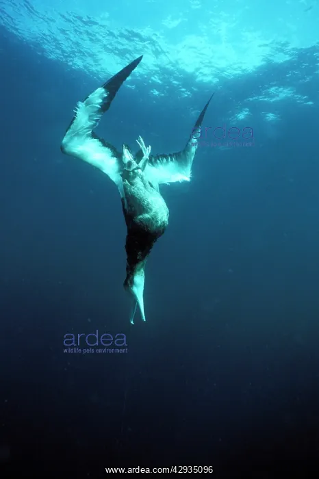 : Wandering albatross - hooked on oriental longline : Wandering albatross - hooked on oriental longline