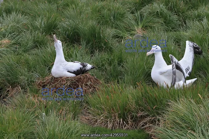  : Wandering Albatross - at nest