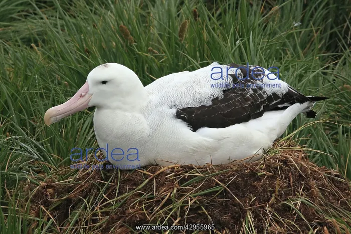 : Wandering Albatross - on nest : Wandering Albatross - on nest