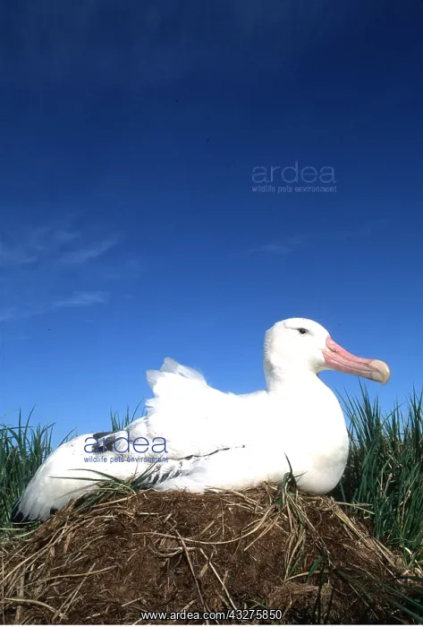: WANDERING ALBATROSS - on nest : WANDERING ALBATROSS - on nest