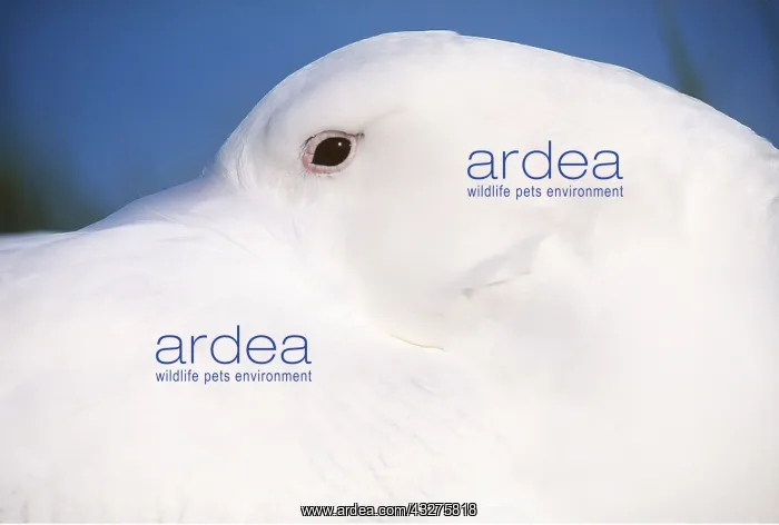 : Wandering ALBATROSS - on nest close-up of head tucked : Wandering ALBATROSS - on nest close-up of head tucked