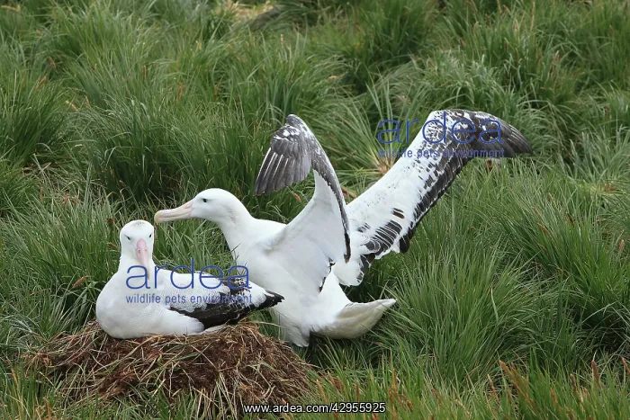 : Wandering Albatross - at nest - Prion Island : Wandering Albatross - at nest - Prion Island