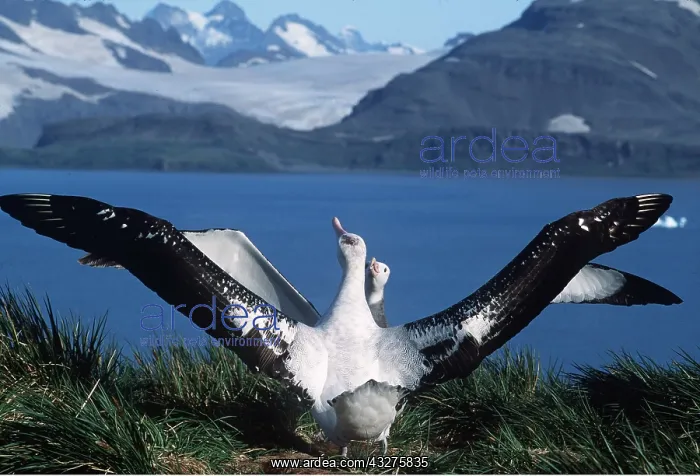 : WANDERING ALBATROSS - pair : WANDERING ALBATROSS - pair