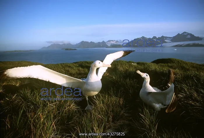 : Wandering ALBATROSS pair in courtship display : Wandering ALBATROSS pair in courtship display