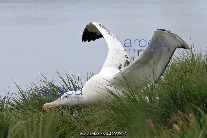 : Wandering Albatross - Prion Island : Wandering Albatross - Prion Island