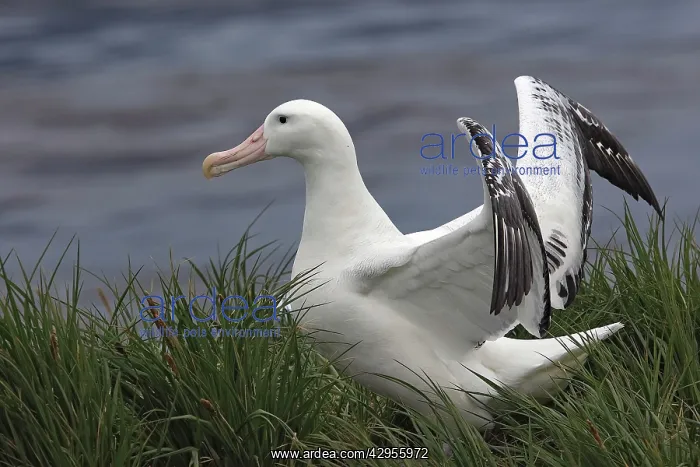  : Wandering Albatross - Prion Island
