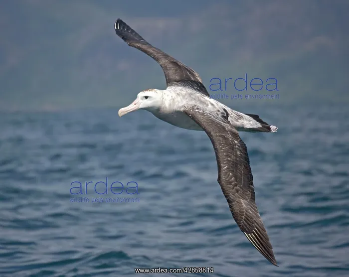 : Wandering Albatross - at sea, in flight : Wandering Albatross - at sea, in flight