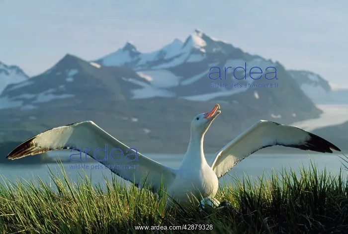 : WANDERING ALBATROSS - stretching wings as part : WANDERING ALBATROSS - stretching wings as part
