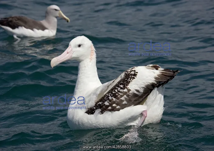 : Wandering Albatross - In water : Wandering Albatross - In water