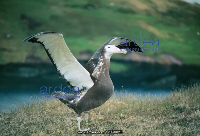 : Wandering Albatross - Young, flapping wings learning to fly : Wandering Albatross - Young, flapping wings learning to fly