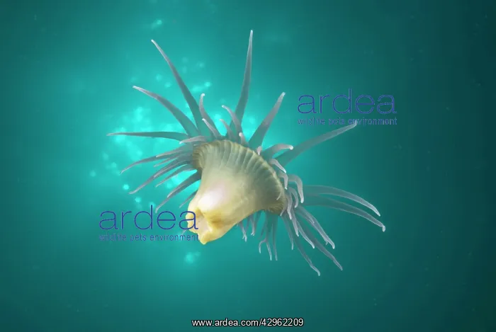 : A Wandering anemone - usually attach themselves : A Wandering anemone - usually attach themselves