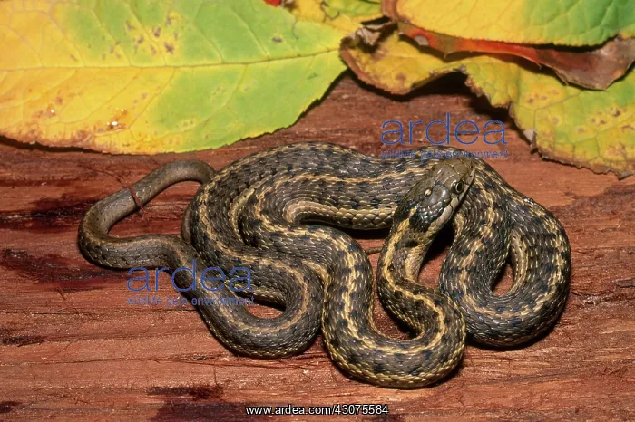 : Wandering Garter Snake : Wandering Garter Snake