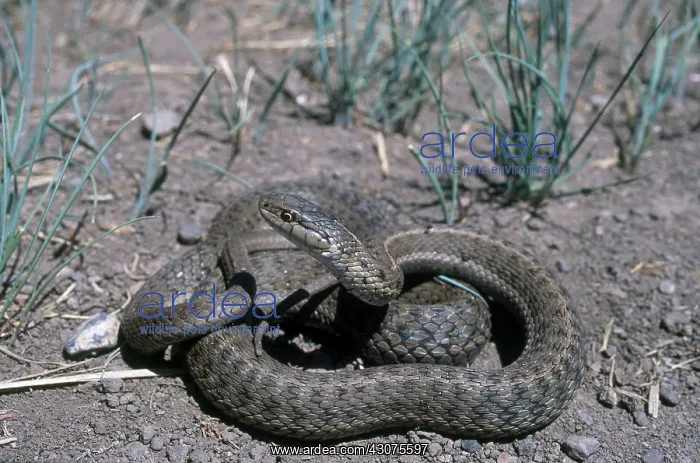 : Wandering Garter Snake : Wandering Garter Snake