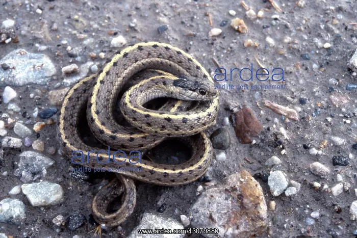 : Wandering Garter Snake : Wandering Garter Snake