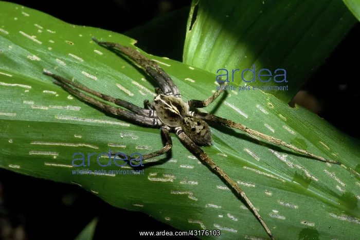 : Wandering Spider : Wandering Spider