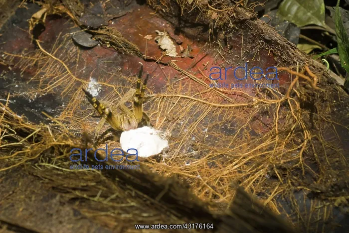 : Wandering Spider & Eggs : Wandering Spider & Eggs