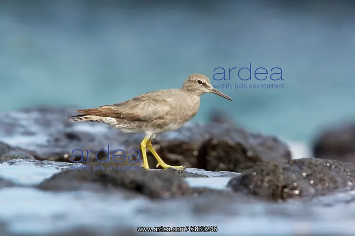 : Wandering Tatler - in winter plumage, feeding on rocky shore : Wandering Tatler - in winter plumage, feeding on rocky shore