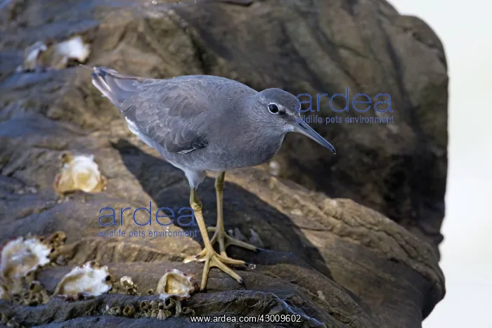 : Wandering Tattler : Wandering Tattler
